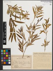 Foto von Salix medwedewii Dode